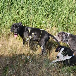 Black female - Black female Great Dane puppy in Gig Harbor, Washington from Lakaya Danes