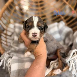 Splash - Blue merle male Bernedoodle puppy in Las Vegas, Nevada from Dose of Doodles