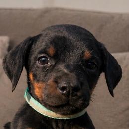 Granny - Black and rust female Doberman Pinscher puppy in Wellington, Ohio from Jessie (TDD, llc)