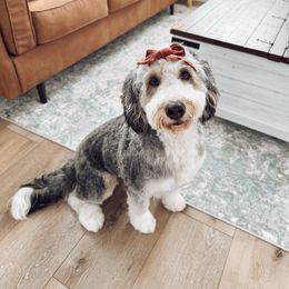 Lucy - Bernedoodle