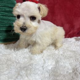 Lucybell - Wheaten female Miniature Schnauzer puppy in Lufkin, Texas from C&K’s Schnauzer House