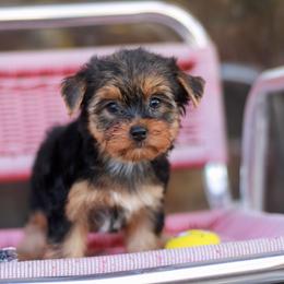 Delightful Girl - Black and gold female Yorkshire Terrier puppy in Stanton, California from Essence of Grace Yorkies