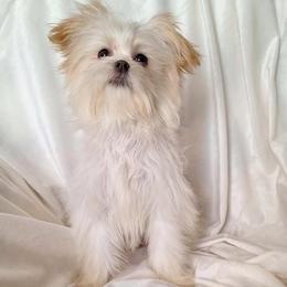Caspian - White male Mi-Ki puppy in Toronto, Ohio from Shekinah’s Mi-Kis & Cricket Hill’s Westies