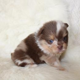 Bandit - Chocolate merle male Pomeranian puppy in San Marcos, Texas from Hill Country Poms