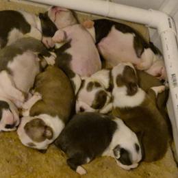 Boston Terrier Puppies from Celtic Kennel Bostons