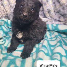 White Collar Male - Black male German Shepherd puppy in Cadet, Missouri from Working Valley Shepherds