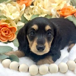 Hughey - Black and cream male Dachshund puppy in Exeter, California from Sawtooth Miniature Dachshunds