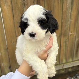 Boy 4 - male Portuguese Water Dog puppy in Vancouver, Washington from Portie Puppies