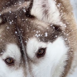 Ruby - Siberian Husky