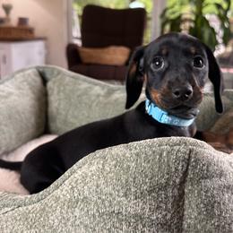 Reed - Black and tan male Dachshund puppy in Wallingford, Kentucky from Hensley Homestead Dachshunds