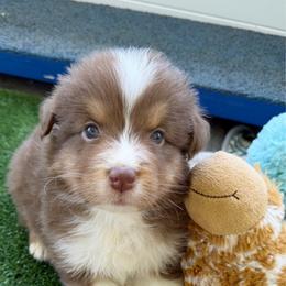 Alto - Red tri-color male Australian Shepherd puppy in Kearney, Nebraska from Helix Aussies