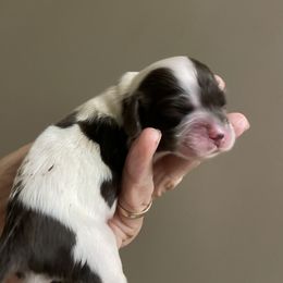 Mabel - Brown and white female Cocker Spaniel puppy in Sautee Nacoochee, Georgia from Candy's Cockers