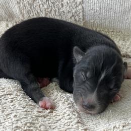 Zoe - Black and white female Siberian Husky puppy in Union Grove, Alabama from Southern Siberian Life