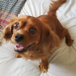 RUBY - Cavalier King Charles Spaniel