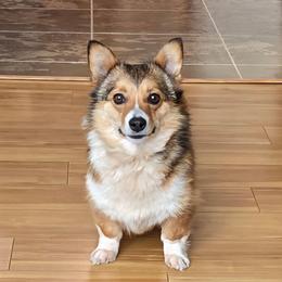 Josie - Pembroke Welsh Corgi