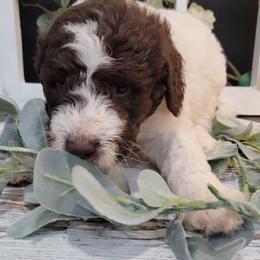 Aussiedoodle and Goldendoodle Puppies from Hunting Creek Kennels
