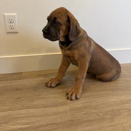 Girl 1 - Gray and fawn female Cane Corso puppy in Tremonton, Utah from Westland Kennels
