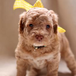 Ivory - Cream female Goldendoodle puppy in Forney, Texas from Diamond Doodle Pups and Poodles