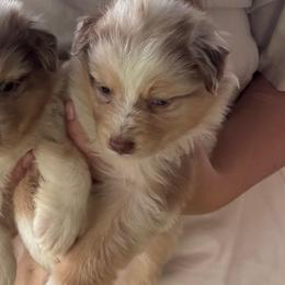John D - Red merle female Australian Shepherd puppy in Bloomington, California from Oro’z Farm Aussies