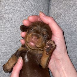 Dachshund Puppies from ESK’s River Valley Mini Doxies
