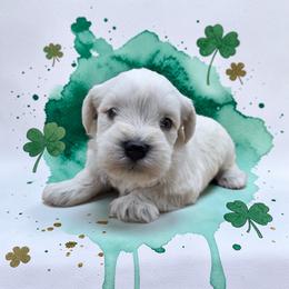 White male - White male Miniature Schnauzer puppy in Houston, Texas from Haughton Farm