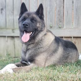 Dante - Akita