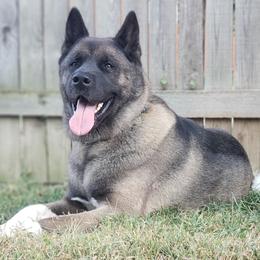 Dante - Akita