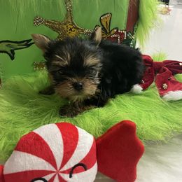Krinkles - Black and tan female Yorkshire Terrier puppy in Belpre, Ohio from Blackwoods Yorkies