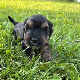 Girl 3 - Blue and gold female Yorkshire Terrier puppy in Marion, Indiana from Brandon's Yorkshire Terriers