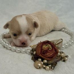 Daisy - Cream female Chihuahua puppy in Seneca, Missouri from Stephanie’s Puppy Colony