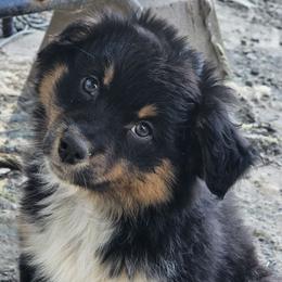 Pisces - Black tri-color Australian Shepherd puppy in Albany, Oregon from Red Cloud Australian Shepherds and DeGray Great Danes & Bulldogs