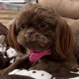 Lily - Shih Tzu