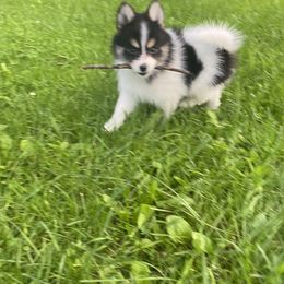 Pomsky Puppies from Rustic Pomskies