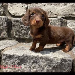 Dachshund and Pug Puppies from Wiggle'n V Ranch