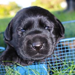 Autumn - Black female Labrador Retriever puppy in Camden, Indiana from Prebleridge Acres