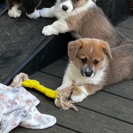 Male 1 Sable Bluie with Strip - Blue male Pembroke Welsh Corgi puppy in Moundville, Alabama from Cartee Corgis - Debi Cartee Mills