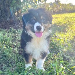 Maxwell - Black tri male Miniature American Shepherd puppy in Clinton, Missouri from Mockingbirds American Minis