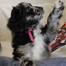 Aussiedoodle Puppies from NC Aussiedoodles