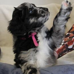 Aussiedoodle Puppies from NC Aussiedoodles