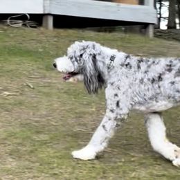 Sheepadoodles from Infinity Farm Puppies