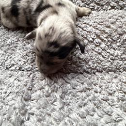 Boy 2 - Dapple male Dachshund puppy in Martinsville, Virginia from Rea's Doxies