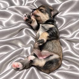 Twilla - Salt and pepper female Miniature Schnauzer puppy in Daisetta, Texas from Winfree’s Schnauzers