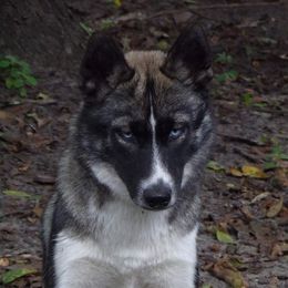 Mira - Siberian Husky