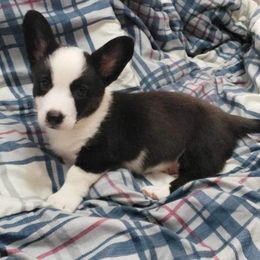 Mickey - Cardigan Welsh Corgi puppy in Myton, Utah from Cardigan Corgi Cuties 💓