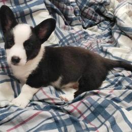 Mickey - Cardigan Welsh Corgi puppy in Myton, Utah from Cardigan Corgi Cuties 💓