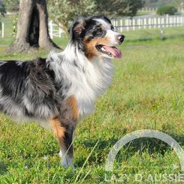 Aussiedoodles and Miniature Australian Shepherds from ETX Lazy D Aussies & Doodles