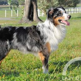 Aussiedoodles and Miniature Australian Shepherds from ETX Lazy D Aussies & Doodles