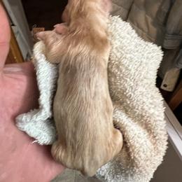 Dachshund Puppies from Witchy Woman’s Wiener’s