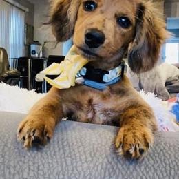 Dachshund Puppies from Meldox