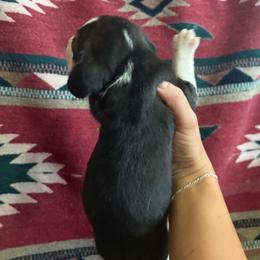 Tri male 2 - Black white and tan male Beagle puppy in Jasper, Missouri from HE Beagles